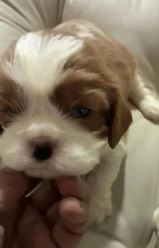Cavalier