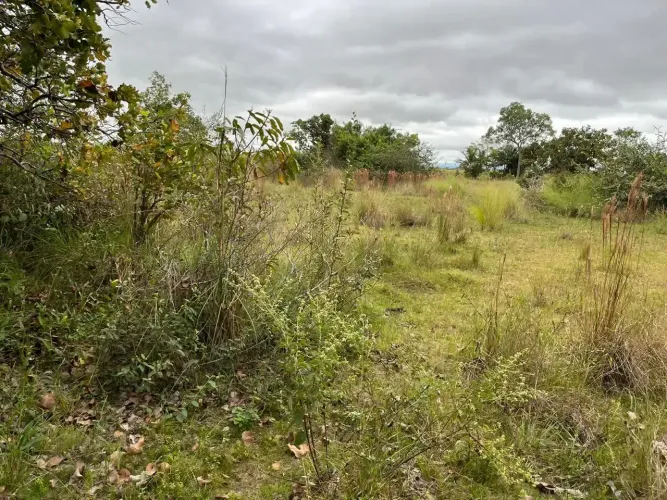 Fazenda à venda Região de Conquista DOeste/MT codigo: 332292