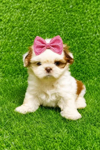 Filhotes de Shih-Tzu disponíveis 
