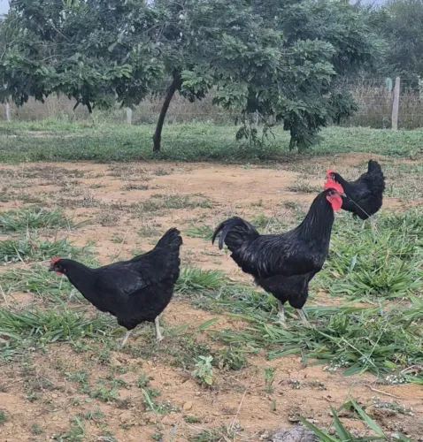 GIGANTE NEGRO DE JERSEY