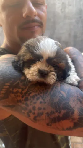 Filhote Shih Tzu