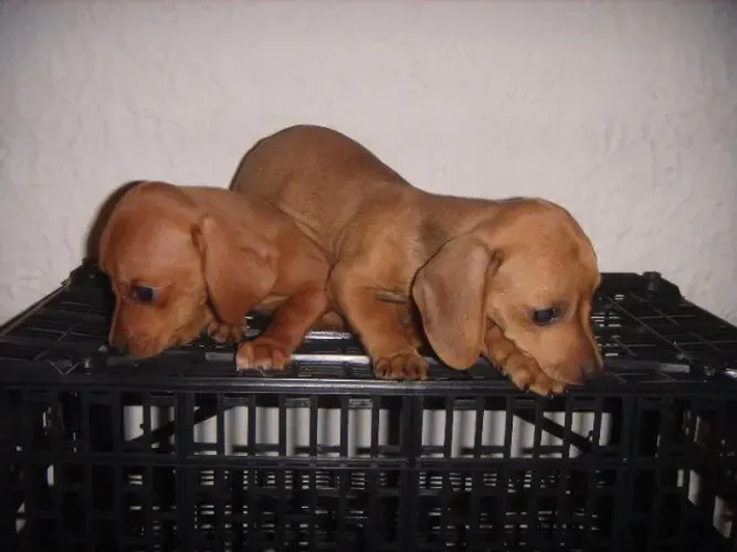 Basset anão ,., caramelo. Aceito cartão...Já vacinado. Pronta entrega.