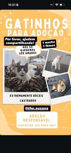 Doação de gatos