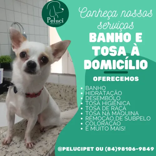Banho e tosa à domicílio 