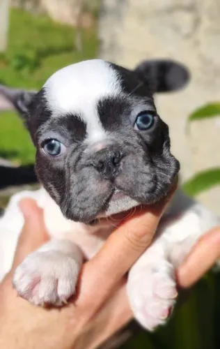 Lindos filhotes de Bulldog Francês