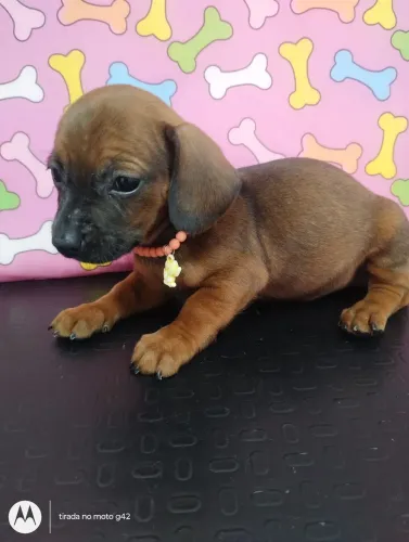 Filhote dachshund Cofap Basset fêmea