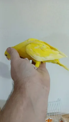 Pet