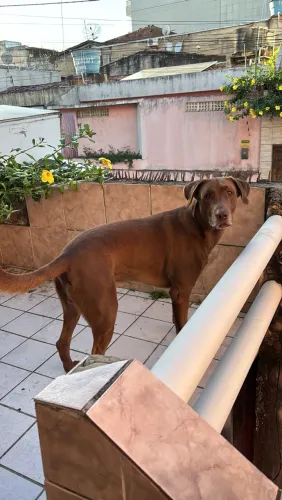 Adoção responsável-LABRADOR