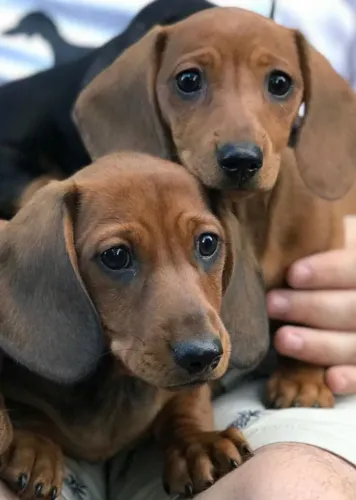 Basset / Dachshund Afeto que suaviza pensamentos