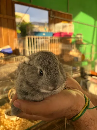 Mini coelho