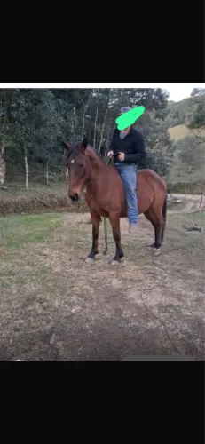 Cavalo