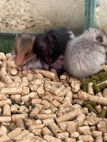 Hamster sírio filhote 