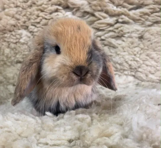 Mini Lop / Mini Coelhos