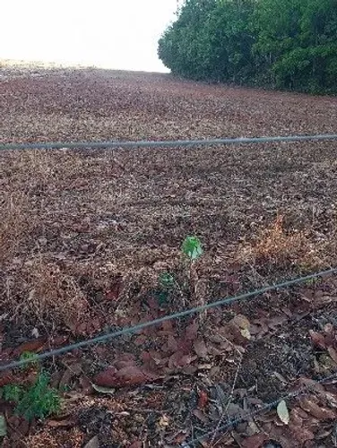 Uma chácara de 1 alqueire