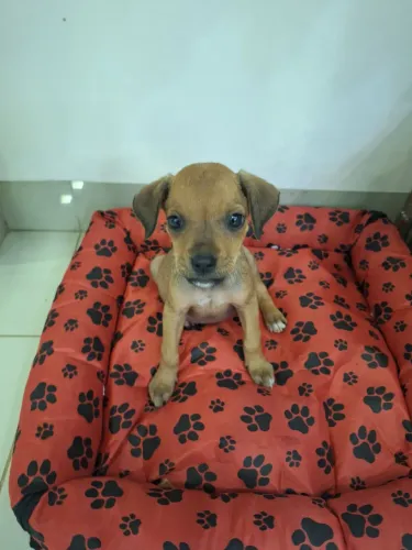 Cachorrinha filhote fêmea porte pequeno terrier
