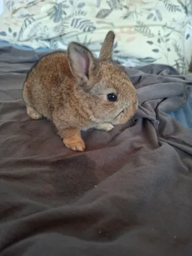 Coelhos