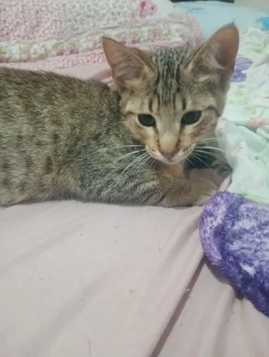 Doa- se gatinho