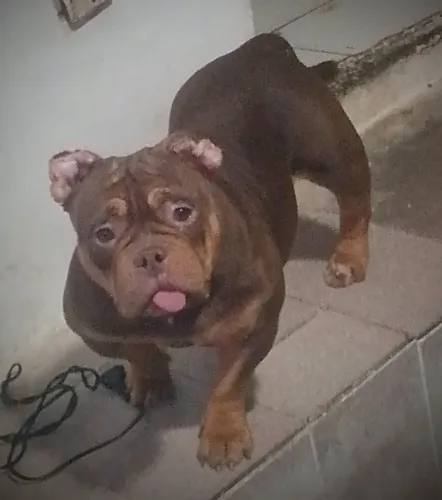 Bullys nano