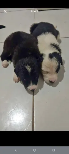 Filhote de border collie pra doação Retida no Aracape