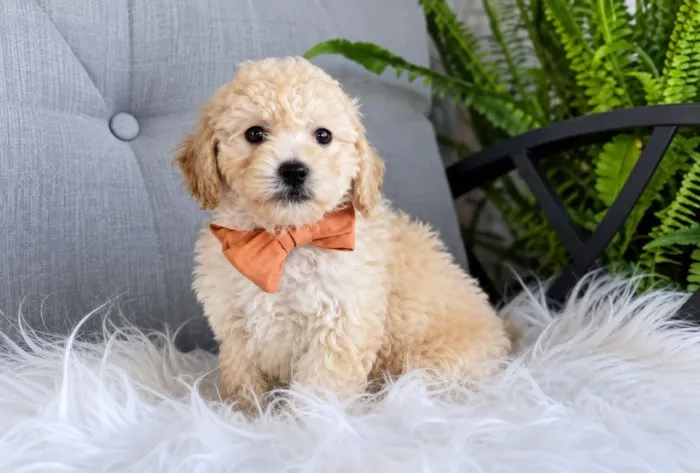 Filhote de Poodle Toy Macho
