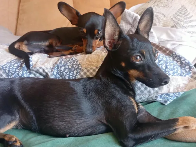 Vendo Pinscher