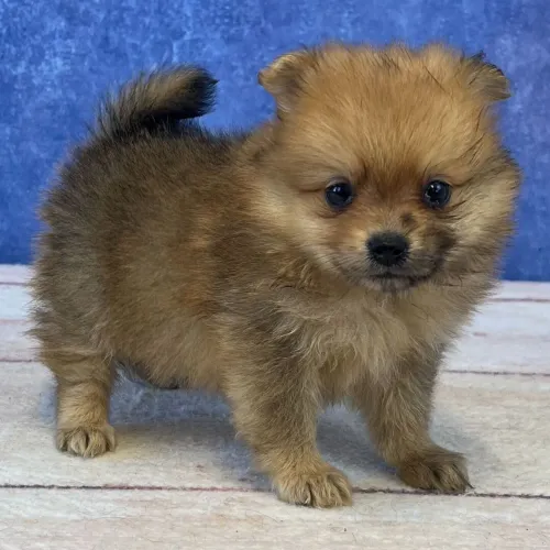 Spitz Alemão | Me chama no WhatsApp para combinarmos a entrega.