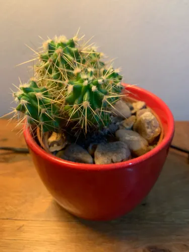 Cactus