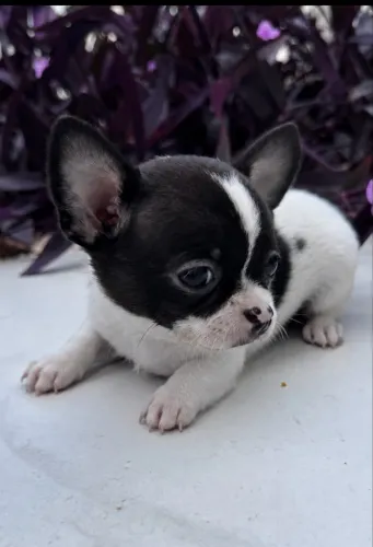 Chihuahua pêlo curto - cabeça de maçã - pedigree CBKC