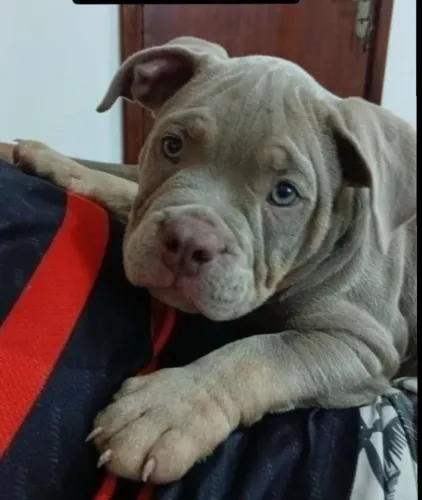 Filhote bully pocket