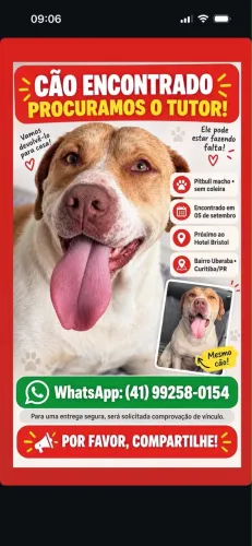 Pitbull