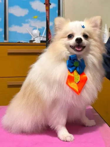 ? LULU DA POMERÂNIA ANÃO DISPONÍVEL PARA CRUZA ?