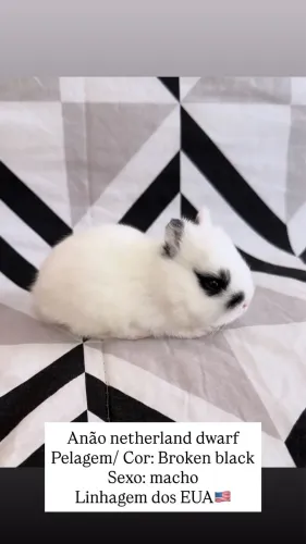 Netherland dwarf 