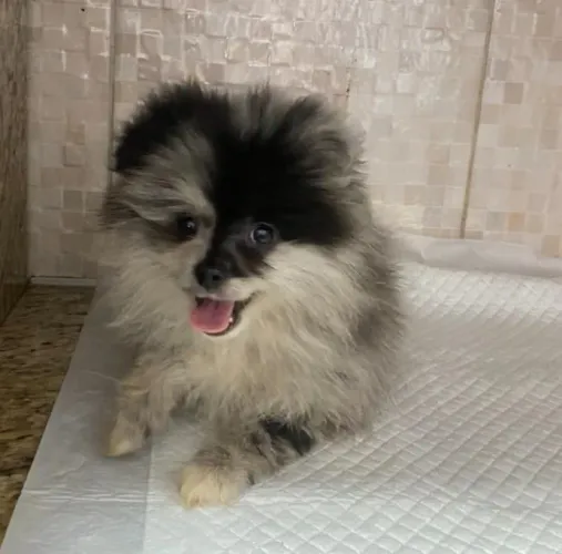 Lindooooo Filhote de Lulu!!!
