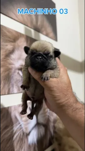 Pug