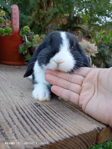 Coelhos anões e minis 