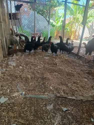 Galinhas diversas vivas e abatidas
