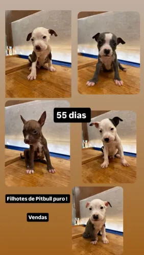Filhotes de Pitbull puro ORIGINAL (PROMOÇÃO)