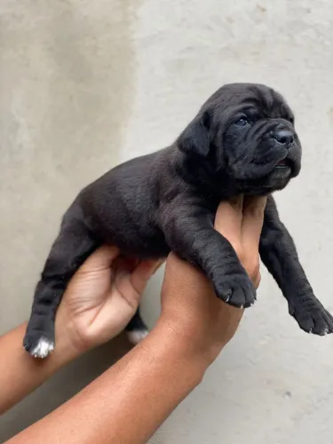 Filhotes de Cane Corso