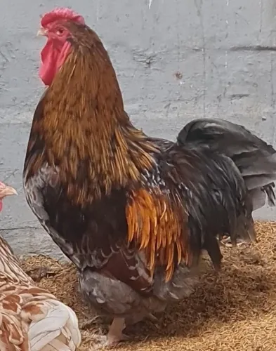 galo wyandotte dourado laceado de azul