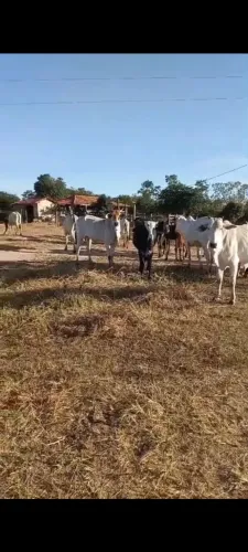 Novilhas neloradas