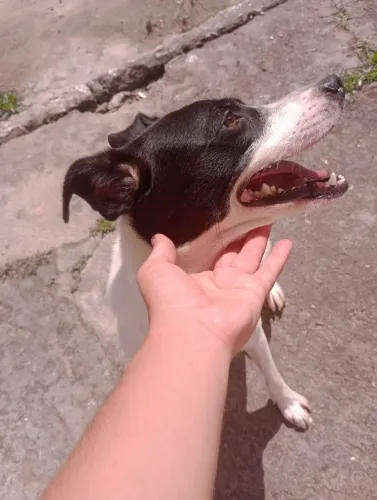 Adoção de cachorrinho