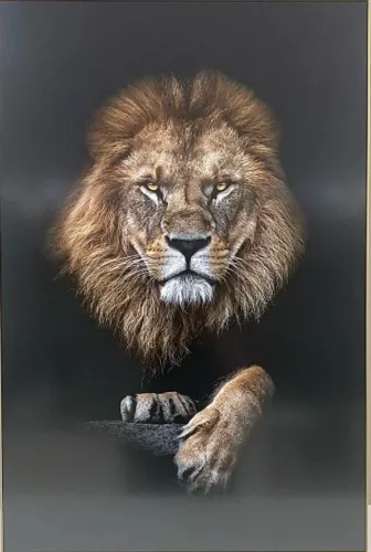 Quadro decorativo Leão