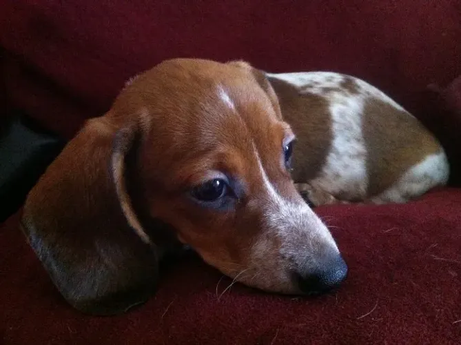 Dachshund: Um Amigo de Quatro Patas para os Pequenos