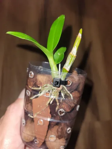 Orquidea