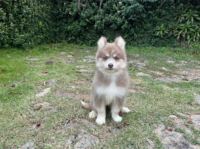 Pomsky machos