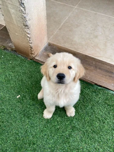 Golden retriever a pronta entrega microchip pedigree opcional