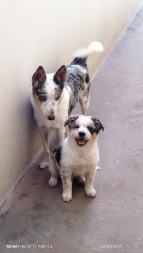 Border Collie