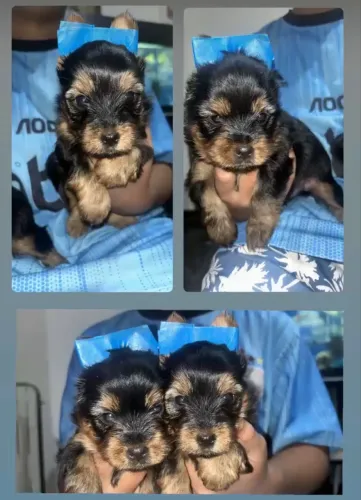 Cachorro Yorkshire 