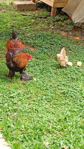 Galo brahma 