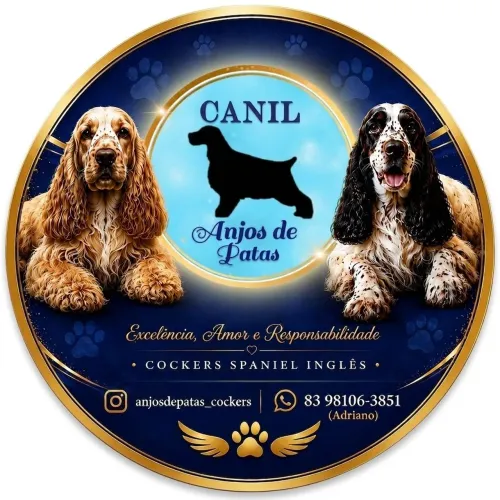 Filhotes de cocker